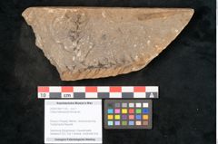 Foto (Objekt + Etikett) von Voltzia heterophylla Brongniart (NHMW-GEO-2024-0188-11135)